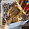 Baby Boo is registered to the contest to win money with this photo: cat, tabby, sleeping, nap, pet, animal, cardboard_box, blanket, leopard_print, cozy, indoors, home, furniture, chair, wood, relaxed, stretched_paw, whiskers, striped_fur, cute
