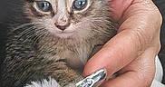 Baby Boo joined the competition — help win amazing prizes! kitten, cat, tabby, feline, animal, pet, blue_eyes, fur, whiskers, ears, nose, close_up, portrait, being_held, hand, fingernails, jewelry, sparkles, cuddling, indoor