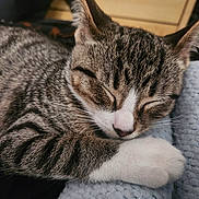 Baby Boo is registered to the contest to win money with this photo: cat, kitten, tabby, sleeping, sleepy, pet, animal, feline, close_up, portrait, whiskers, ears, paws, fur, striped, white_paw, cozy, blanket, indoors, nap
