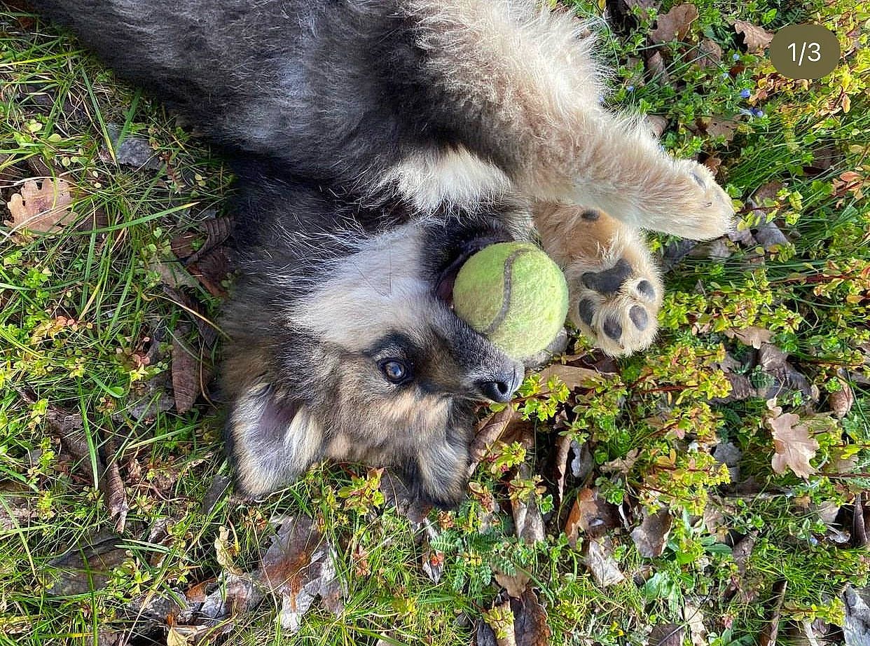 Prince participe au concours pour gagner de l'argent avec cette photo : canidae, carnivore, claw, dog_breed, fawn, fur, grass, hyena, livestock, marsupial, paw, primate, ratite, snout, sporting_group, suidae, tail, terrestrial_animal, wildlife, working_animal