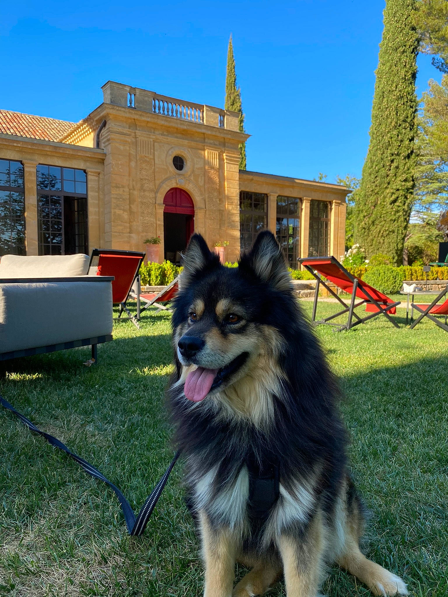 Prince participe au concours pour gagner de l'argent avec cette photo : canidae, carnivore, collar, companion_dog, dog, dog_breed, dog_supply, east_european_shepherd, fur, grass, herding_dog, leisure, plant, sky, sled_dog, snout, sporting_group, tree, window, working_animal
