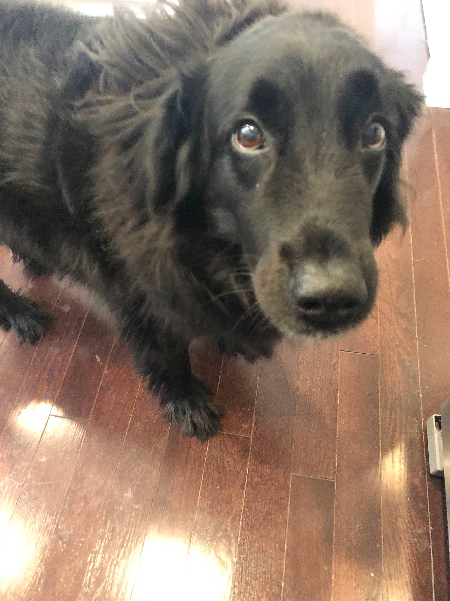 Chyna is registered to the contest to win money with this photo: beagador, borador, canidae, carnivore, companion_dog, dog, dog_breed, flat_coated_retriever, labrador_retriever, mammal, nose, retriever, small_greek_domestic_dog, snout, spaniel, sporting_group, vertebrate