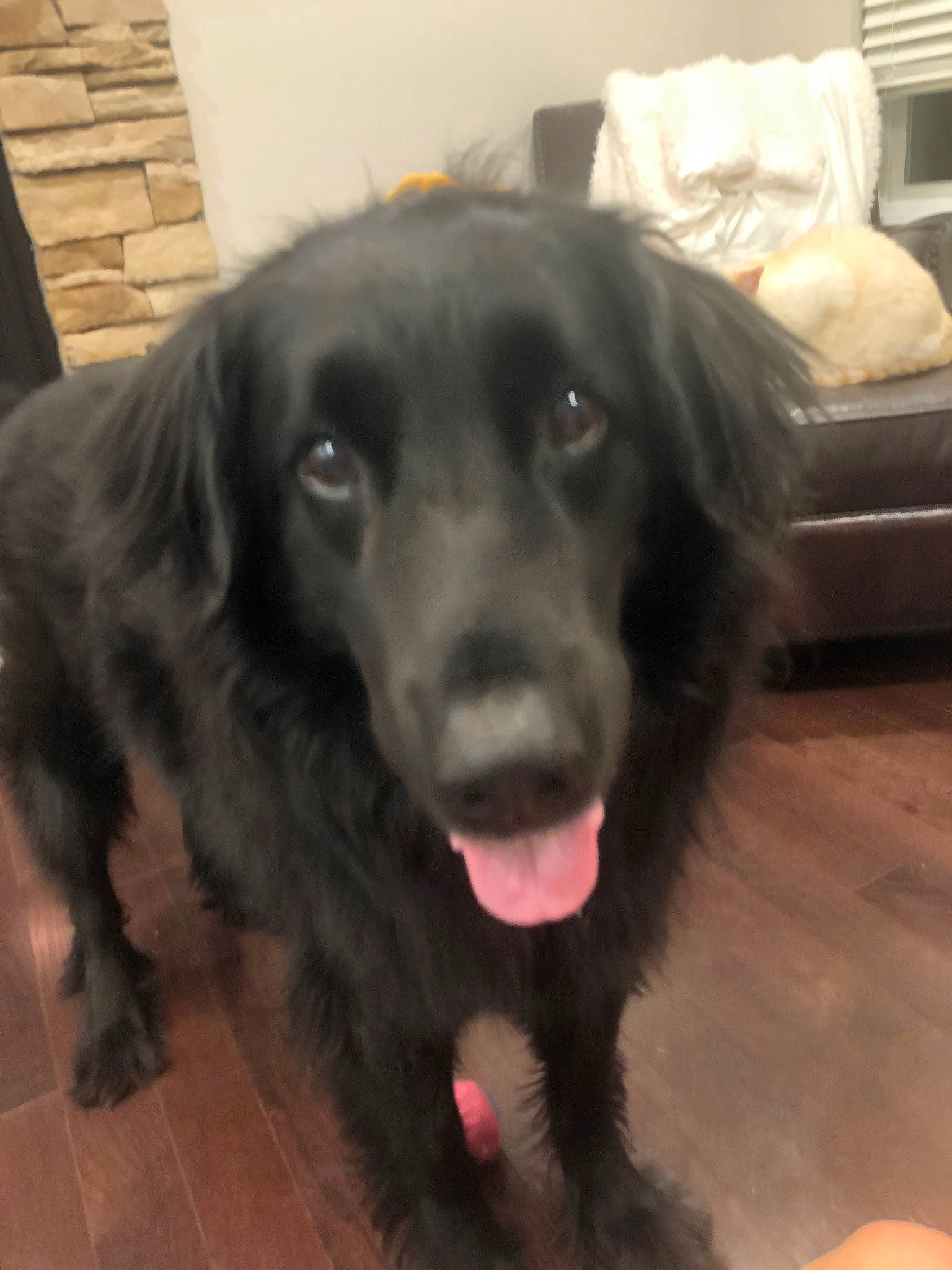 Chyna joined the competition — help win amazing prizes! beagador, borador, boykin_spaniel, canidae, carnivore, companion_dog, dog, dog_breed, flat_coated_retriever, labrador_retriever, mammal, retriever, snout, spaniel, sporting_group, vertebrate