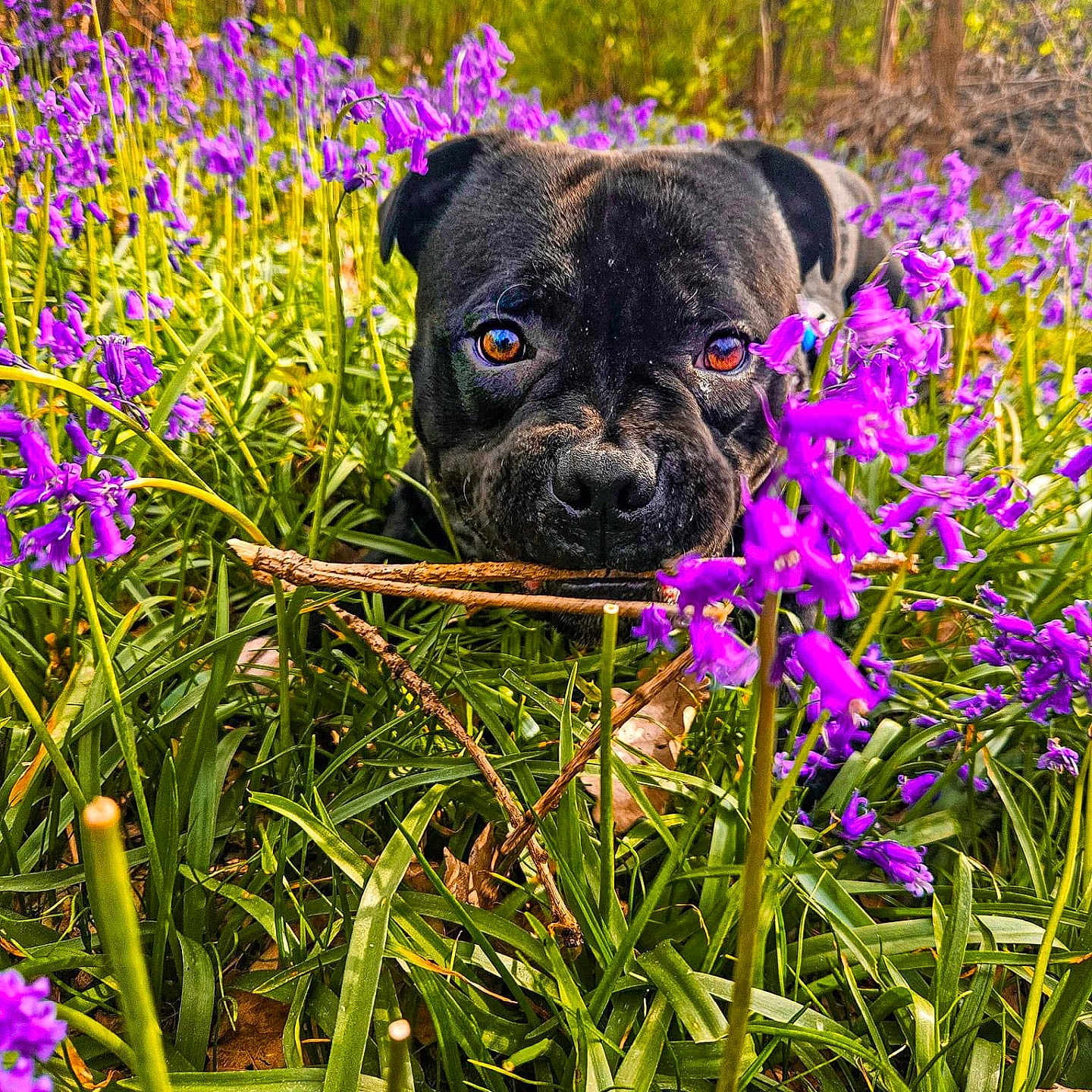 Tyron a rejoint le concours — aidez-le/la à gagner de superbes lots ! animal, bulldog, canine, dog, field, flower, frenchbulldog, geranium, grass, grassland, herbal, herbs, iris, nature, outdoors, pet, petal, plant, purple, vegetation
