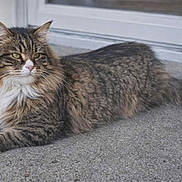 Mancoonie joined the competition — help win amazing prizes! animal, calm, cat, domestic_cat, fluffy, fur, green_eyes, long_hair, lying_down, mammal, outdoor, paws, pet, portrait, relaxed, resting, side_view, tabby, tail, whiskers