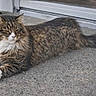 animal, cat, concrete, domestic_cat, door, ears, feline, fluffy, long_hair, outdoor, pet, quiet, relaxed, resting, side_view, tabby, tail, whiskers, white_paws, window