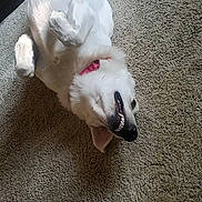 Bella is registered to the contest to win money with this photo: dog, white_dog, lying_down, carpet, indoor, pet, collar, relaxed, smiling, canine, fur, paw, nose, mouth, teeth, ear, animal, domestic_animal, floor, resting