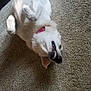 dog, white_dog, lying_down, carpet, indoor, pet, collar, relaxed, smiling, canine, fur, paw, nose, mouth, teeth, ear, animal, domestic_animal, floor, resting