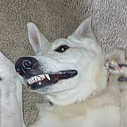 Bella joined the competition — help win amazing prizes! dog, white_dog, carpet, teeth, playful, pet, canine, lying_down, paw, fur, nose, ears, tongue, smile, indoor, friendly, cute, animal, muzzle, closeup