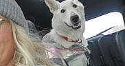 Bella is registered to the contest to win money with this photo: beanie, blonde_hair, car_interior, casual_clothing, companion, dog, happy, harness, indoor, leash, person, pet, road_trip, seat, seatbelt, smiling_dog, sunroof, travel, white_dog, window