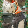 Bella joined the competition — help win amazing prizes! dog, car_interior, winter_clothing, santa_hat, headband, jacket, holiday_frame, christmas_wreath, festive, pet, canine, side_view, seat, window, trees, outdoor_view, red, green, pine_cones, poinsettia