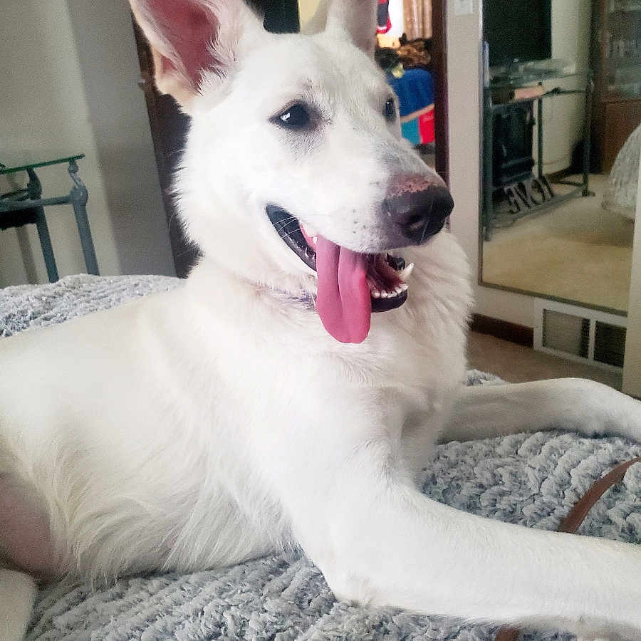 Bella joined the competition — help win amazing prizes! dog, white_dog, pet, tongue_out, lying_down, large_ears, indoor, blanket, bed, mirror, reflection, cozy, home_interior, furniture, carpet, relaxed, canine, animal, cute, companion