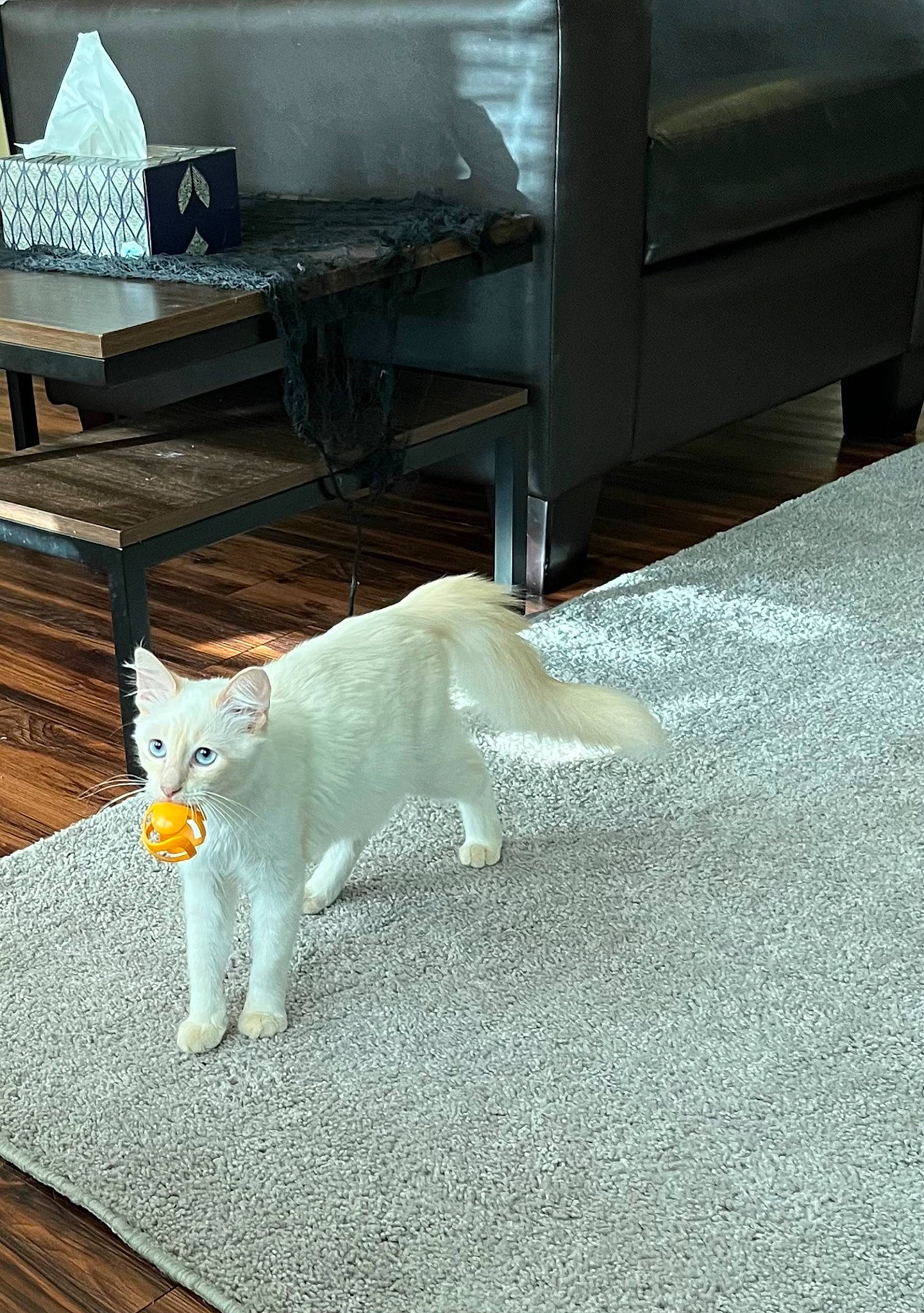 Bluebell is registered to the contest to win money with this photo: asphalt, carnivore, cat, domestic_short_haired_cat, felidae, floor, flooring, fur, grey, hardwood, paw, road_surface, room, shadow, small_to_medium_sized_cats, tail, whiskers, wood