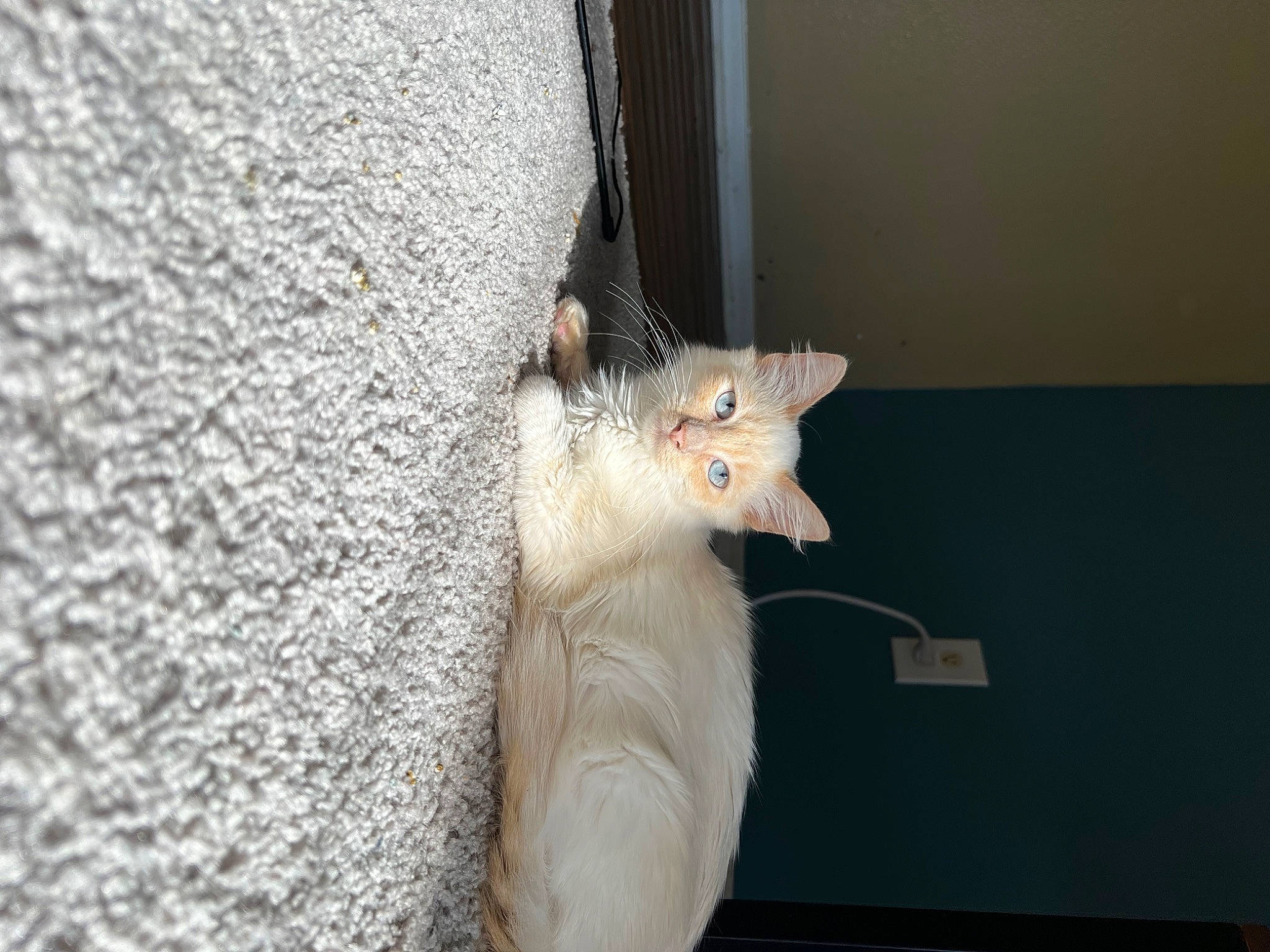 Bluebell is registered to the contest to win money with this photo: carnivore, cat, claw, domestic_short_haired_cat, fawn, felidae, fur, grey, paw, small_to_medium_sized_cats, snout, tail, terrestrial_animal, whiskers, wildlife, window, wood