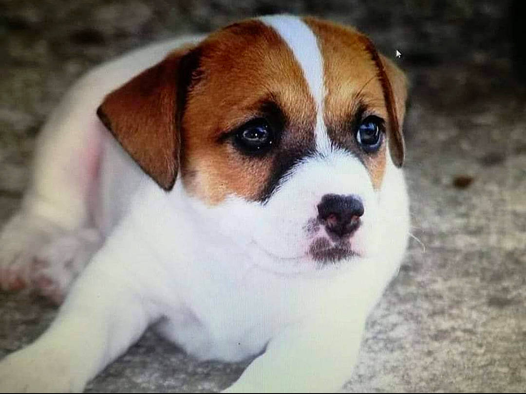 Rayden participe au concours pour gagner de l'argent avec cette photo : ancient_dog_breeds, beaglier, canidae, carnivore, companion_dog, dog, dog_breed, fawn, fur, hound, hunting_dog, irishjacks, non_sporting_group, scent_hound, snout, sporting_group, terrestrial_animal, whiskers, working_dog