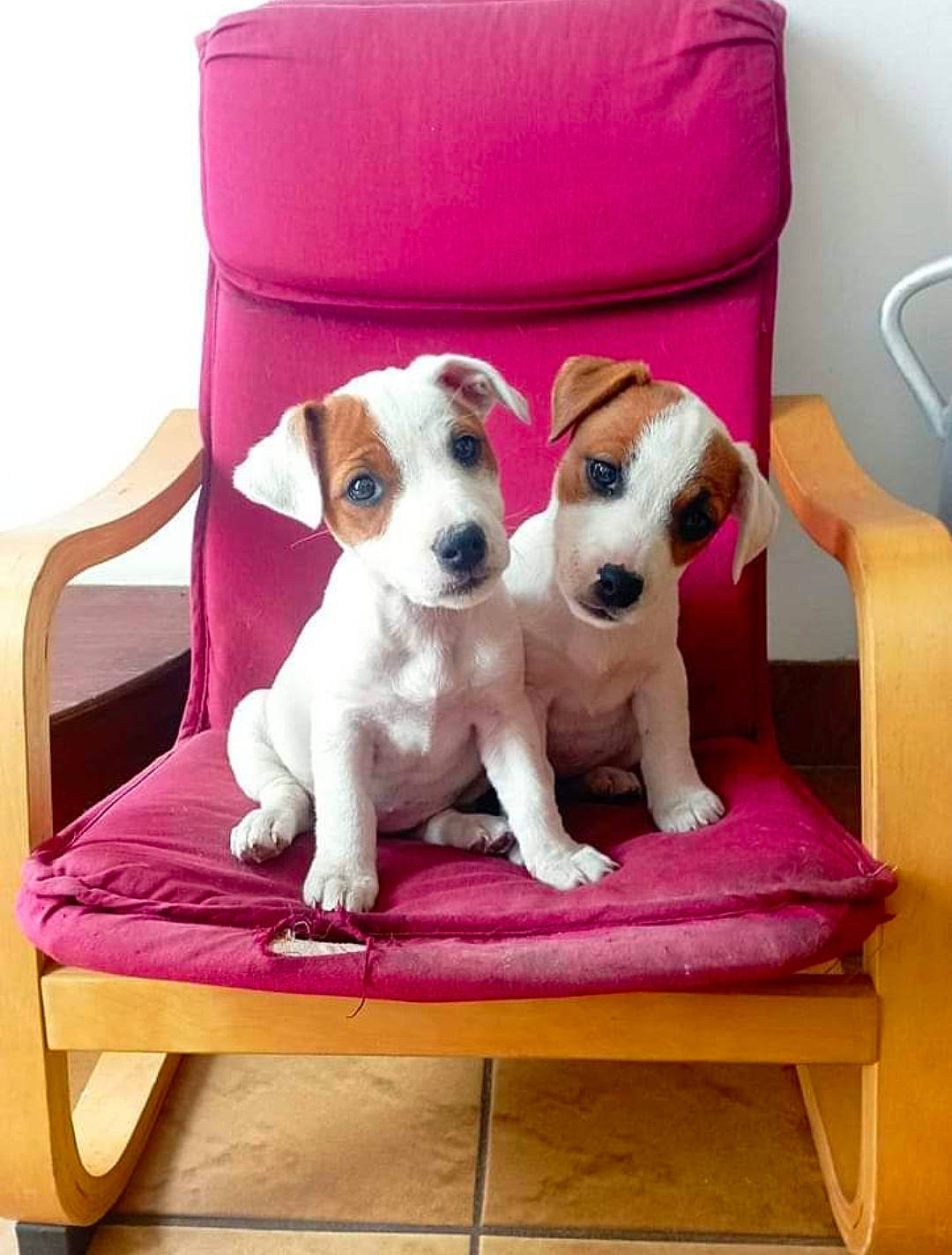 Toundra participe au concours pour gagner de l'argent avec cette photo : carnivore, chair, comfort, companion_dog, couch, dog, dog_breed, dog_clothes, dog_collar, dog_supply, fawn, furniture, pet_supply, pink, rectangle, snout, sporting_group, stuffed_toy, toy_dog, working_animal