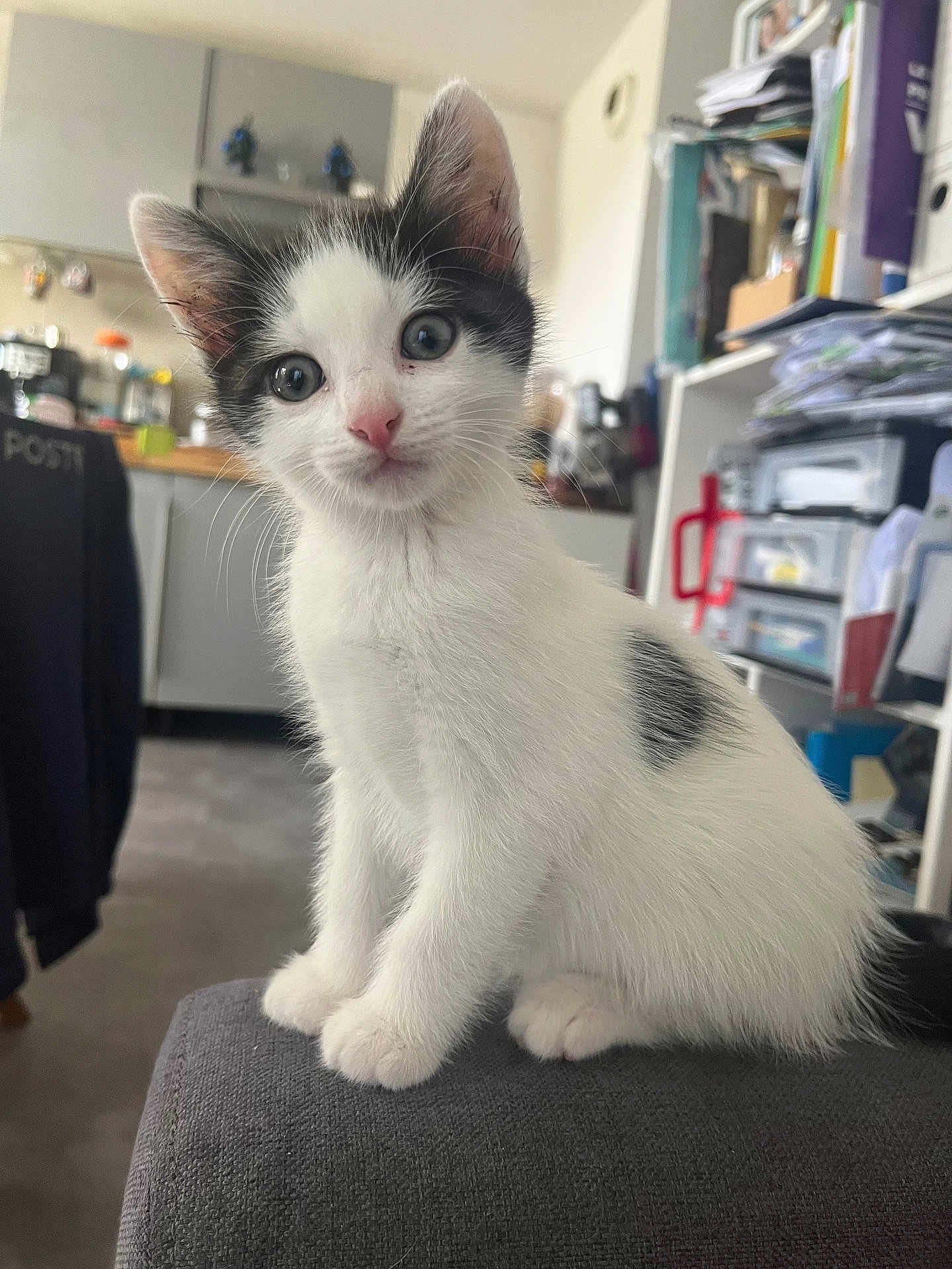 Michou a rejoint le concours — aidez-le/la à gagner de superbes lots ! kitten, cat, black_and_white, pet, indoor, curious, young, feline, whiskers, ears, eyes, fur, sitting, close_up, home, kitchen, furniture, appliances, domestic, cute