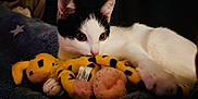 Michou participe au concours pour gagner de l'argent avec cette photo : cat, kitten, black_and_white, plush_toy, yellow, spotted, blanket, cozy, indoor, pet, cute, animal, feline, soft, resting, claw, whiskers, ears, paw, toy