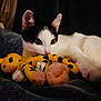 cat, kitten, black_and_white, plush_toy, yellow, spotted, blanket, cozy, indoor, pet, cute, animal, feline, soft, resting, claw, whiskers, ears, paw, toy