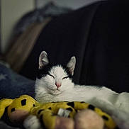 Michou a rejoint le concours — aidez-le/la à gagner de superbes lots ! cat, black_and_white, sleepy, plush_toy, couch, indoor, pet, relaxed, fur, whiskers, animal, cozy, soft, resting, feline, closeup, domestic, cute, companion, yellow