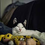 cat, black_and_white, sleepy, plush_toy, couch, indoor, pet, relaxed, fur, whiskers, animal, cozy, soft, resting, feline, closeup, domestic, cute, companion, yellow