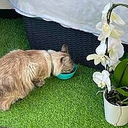 Milo participe au concours pour gagner de l'argent avec cette photo : cat, feline, animal, pet, grass, artificial_grass, bowl, drinking, flower, orchid, potted_plant, indoor, collar, tail, white, green, black, furniture, texture, home
