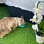 animal, artificial_grass, black, bowl, cat, collar, drinking, feline, flower, furniture, grass, green, home, indoor, orchid, pet, potted_plant, tail, texture, white