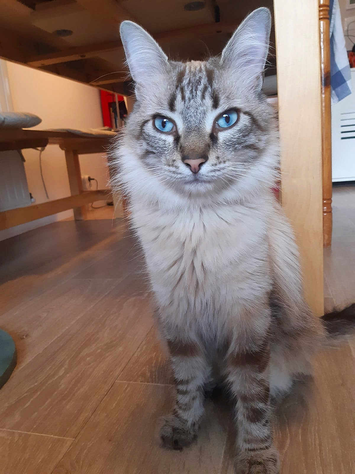 Milo participe au concours pour gagner de l'argent avec cette photo : cat, blue_eyes, fluffy, indoor, wooden_floor, table, pet, feline, sitting, close_up, domestic_animal, striped_fur, whiskers, curious, looking_at_camera, household, floor, fur, animal, cute