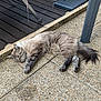 animal, calm, cat, collar, daylight, domestic_cat, fur, furniture, leisure, mammal, outdoor, paw, pet, quiet, relaxation, resting, sleeping, stone_floor, tail, wooden_deck