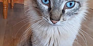 Milo participe au concours pour gagner de l'argent avec cette photo : animal, blue_eyes, cat, chair, close_up, curious, cute, domestic_cat, fur, furniture, household, indoor, mammal, pet, portrait, sitting, striped, tabby, whiskers, wooden_floor