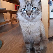 Miloo a rejoint le concours — aidez-le/la à gagner de superbes lots ! cat, blue_eyes, fluffy, indoor, wooden_floor, table, pet, feline, sitting, close_up, domestic_animal, striped_fur, whiskers, curious, looking_at_camera, household, floor, fur, animal, cute
