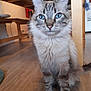 animal, blue_eyes, cat, close_up, curious, cute, domestic_animal, feline, floor, fluffy, fur, household, indoor, looking_at_camera, pet, sitting, striped_fur, table, whiskers, wooden_floor