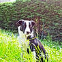 dog, black_and_white, grass, flowers, garden, outdoor, sunlight, hedge, nature, pet, canine, sitting, daylight, greenery, animal, fur, domestic_animal, summer, peaceful, background