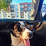 black_and_white, building, canine, car_interior, closeup, companion, dog, happy, harness, pet, reflection, seat, summer, sunglasses, sunlight, tongue_out, travel, tree, urban, window
