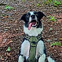 dog, black_and_white, forest, greenery, leaf_litter, harness, playful, tongue_out, sitting, stick, trees, outdoor, nature, excited, animal, pet, canine, woodland, ferns, daylight