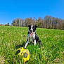 dog, grass, field, soccer_ball, outdoor, blue_sky, tree, tongue_out, black_and_white, pet, nature, sunny, playful, animal, grassland, summer, canine, happy, mammal, daytime