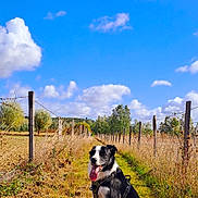 Pago a rejoint le concours — aidez-le/la à gagner de superbes lots ! barbed_wire, black_and_white, blue_sky, canine, clouds, country_path, dog, dry_grass, fence, grass, happy, harness, nature, outdoor, pet, rural, sitting, sunny, tongue_out, wooden_posts