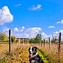 barbed_wire, black_and_white, blue_sky, canine, clouds, country_path, dog, dry_grass, fence, grass, happy, harness, nature, outdoor, pet, rural, sitting, sunny, tongue_out, wooden_posts