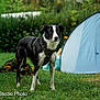 adventure, alert, animal, black_and_white, camping, canine, dog, field, grass, greenery, harness, leash, nature, outdoor, park, pet, standing, summer, tent, vacation