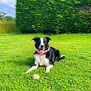 Pago a rejoint le concours — aidez-le/la à gagner de superbes lots ! dog, black_and_white, collar, grass, tennis_ball, outdoor, pet, happy, animal, playful, tongue_out, hedge, greenery, sunny, nature, canine, resting, summer, daytime, garden