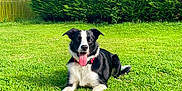 Pago a rejoint le concours — aidez-le/la à gagner de superbes lots ! animal, black_and_white, canine, collar, daytime, dog, garden, grass, greenery, happy, hedge, nature, outdoor, pet, playful, resting, summer, sunny, tennis_ball, tongue_out
