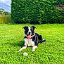 dog, black_and_white, collar, grass, tennis_ball, outdoor, pet, happy, animal, playful, tongue_out, hedge, greenery, sunny, nature, canine, resting, summer, daytime, garden