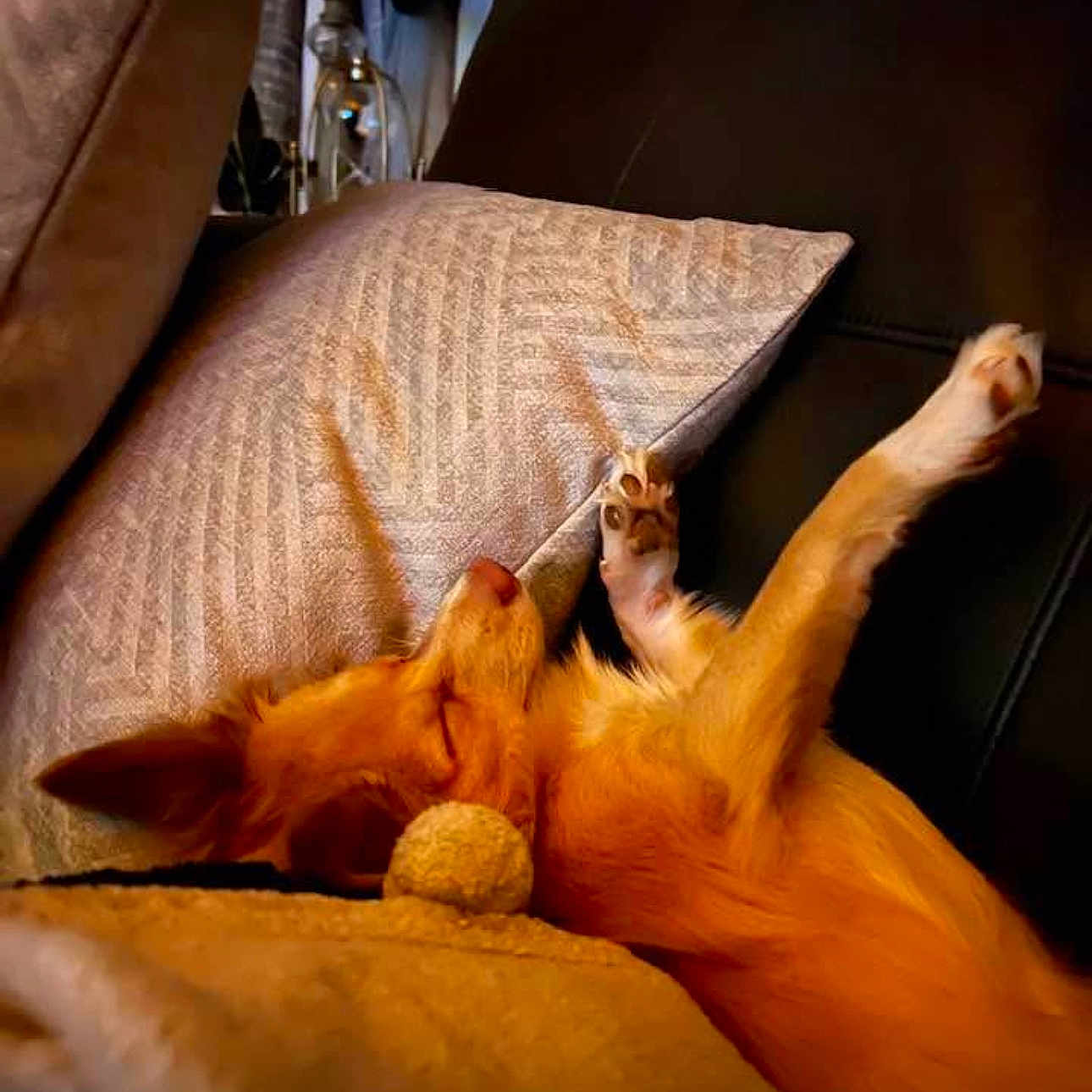 Jasper is registered to the contest to win money with this photo: animal, blanket, canine, cat, couch, cushion, dog, dogbed, fox, furniture, homedecor, kitten, person, pet, pillow, puppy, sleeping