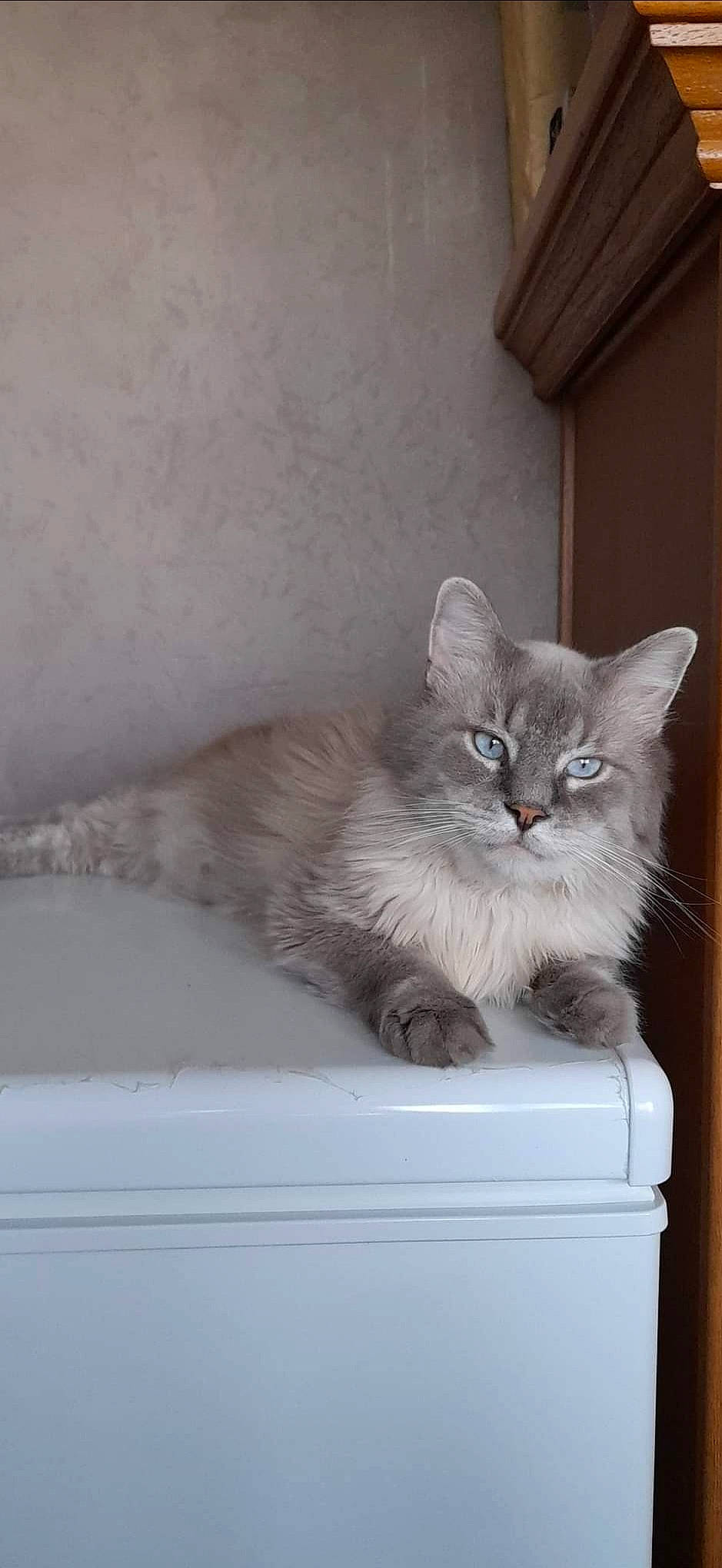 Moskito participe au concours pour gagner de l'argent avec cette photo : box, carnivore, cat, domestic_short_haired_cat, drawer, felidae, fur, grey, hardwood, paw, ragdoll, shelf, small_to_medium_sized_cats, tail, whiskers, window, wood
