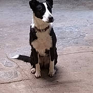 Chaussette participe au concours pour gagner de l'argent avec cette photo : dog, black_and_white, sitting, collar, pet, animal, canine, floor, concrete, indoor, alert, ears_up, looking_away, medium_sized, fur, paw, tail, quiet, waiting, domestic