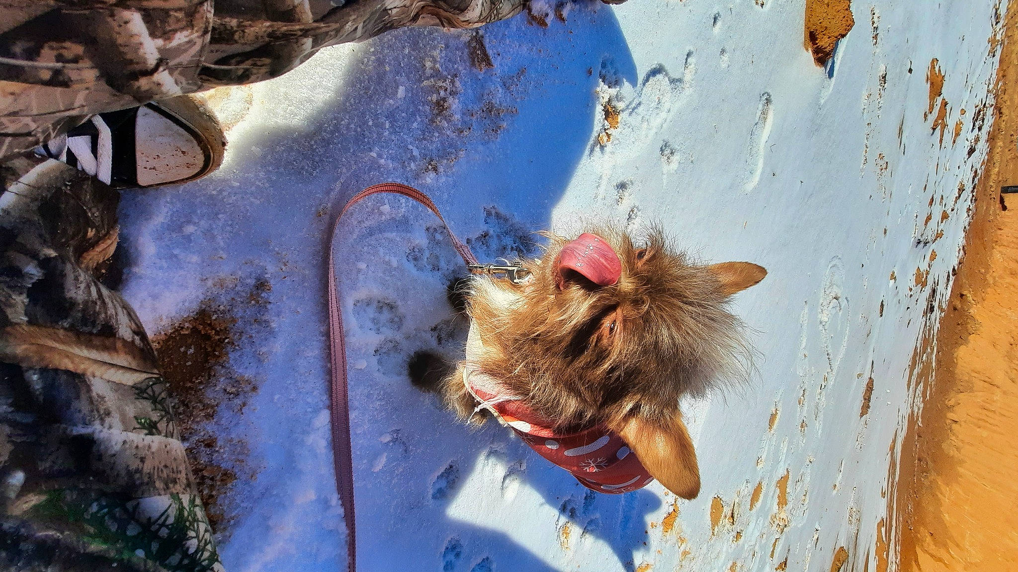 Tink joined the competition — help win amazing prizes! branch, fawn, felidae, freezing, fur, grass, organism, plant, reflection, rodent, small_to_medium_sized_cats, snout, snow, tail, tree, trunk, water, whiskers, winter, wood