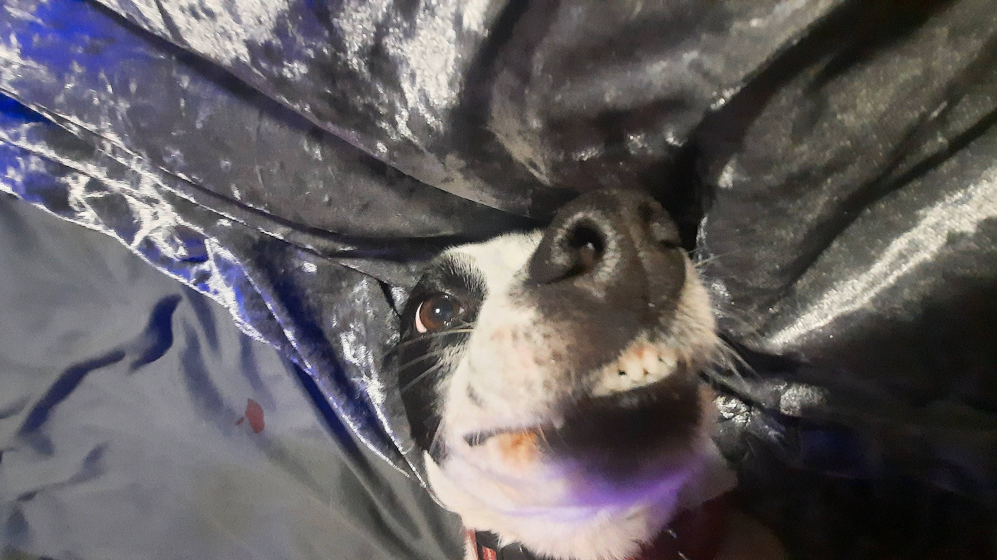 Bella joined the competition — help win amazing prizes! canidae, carnivore, close_up, companion_dog, dog, dog_breed, electric_blue, eye, fang, fictional_character, fur, macro_photography, petal, plant, snout, sporting_group, whiskers, wildlife, wing, working_animal