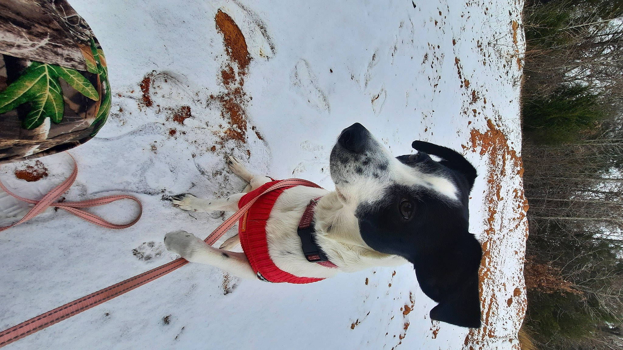Bella is registered to the contest to win money with this photo: boot, canidae, carmine, carnivore, collar, companion_dog, dog, dog_breed, dog_collar, dog_supply, freezing, leash, pet_supply, plant, playing_in_the_snow, recreation, slope, snow, sporting_group, winter