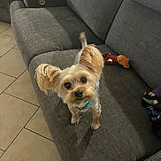Sabastian is registered to the contest to win money with this photo: dog, small_dog, yorkshire_terrier, pet, animal, fluffy, long_hair, brown, white, standing, looking_at_camera, ears, collar, indoor, living_room, couch, sofa, furniture, tile_floor, plush_toy
