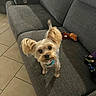 dog, small_dog, yorkshire_terrier, pet, animal, fluffy, long_hair, brown, white, standing, looking_at_camera, ears, collar, indoor, living_room, couch, sofa, furniture, tile_floor, plush_toy